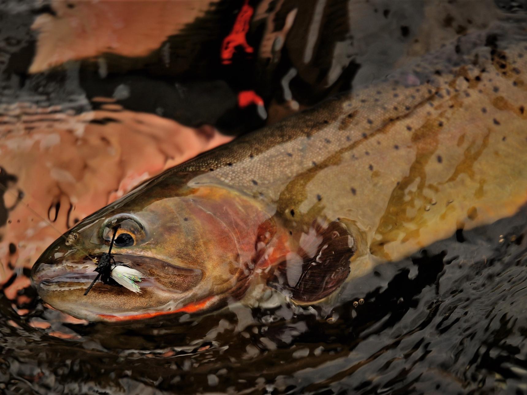 Lamar River Fly Fishing Cutthroat Trout
