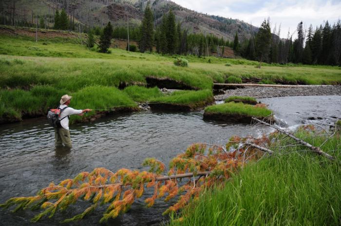 Lamar River Fly Fishing Pack Trip