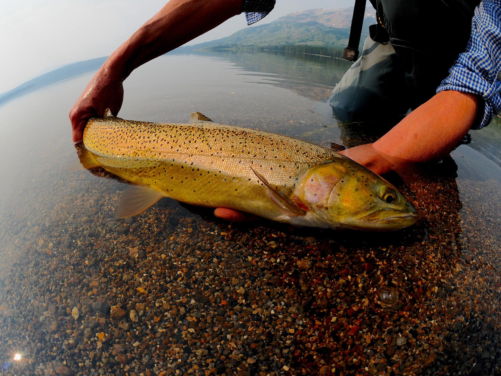 Snake River Fishing Trip, Heart Lake Cutthroat
