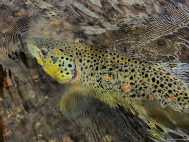Brown trout just barely under the surface of clear river water