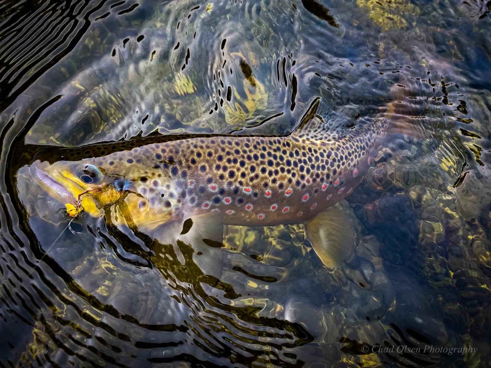 Brown Trout Caught Wade Fishing a Small Creek in Wyoming.