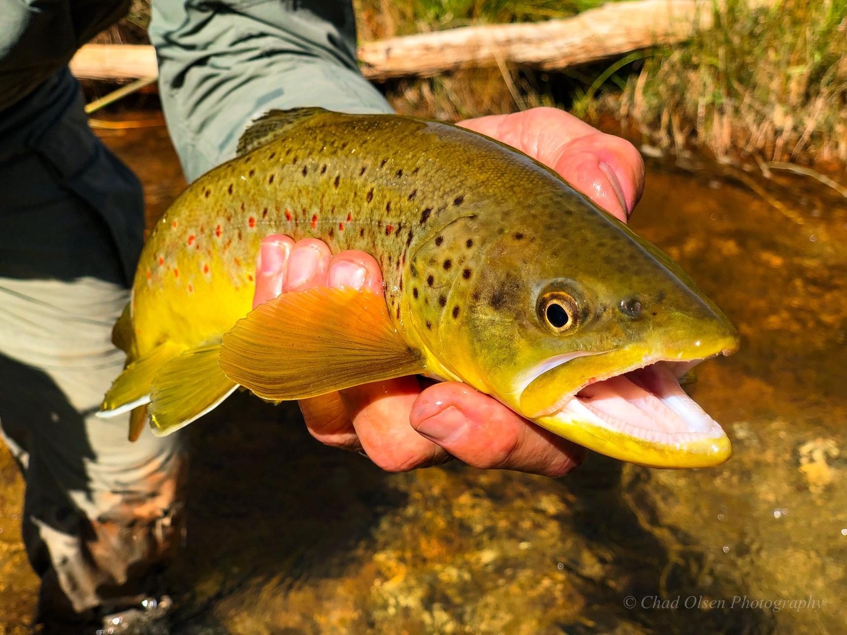 Private Water Brown Trout